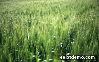 电子游艺试玩：TTG每日返现福利深度解析与玩法指南