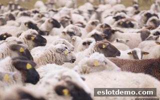 电子游艺试玩：电竞赛事直播的沉浸体验与策略学习新玩法